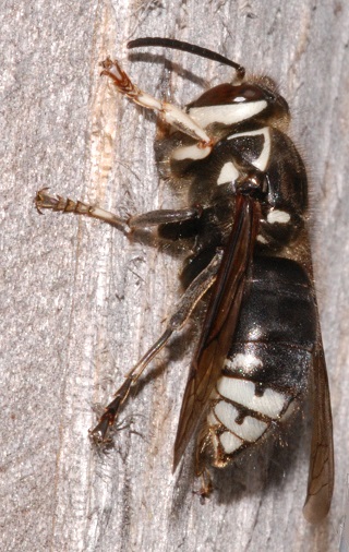 Bald-faced Hornet