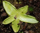 common butterwort