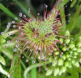 round-leaved sundew