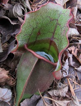 purple pitcher plant
