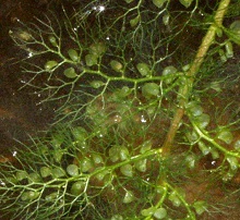 common bladderwort