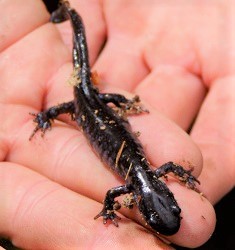 Ambystoma laterale