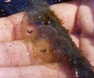 Ambystoma laterale