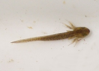 Ambystoma maculatum