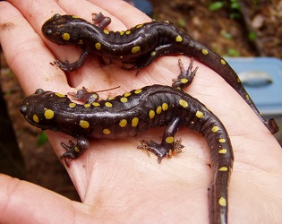 Ambystoma maculatum