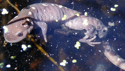 Ambystoma maculatum
