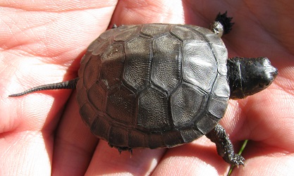 Emydoidea blandingii
