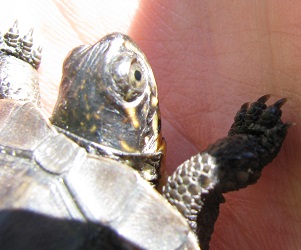 Emydoidea blandingii