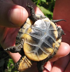 Emydoidea blandingii