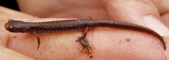 Hemidactylium scutatum
