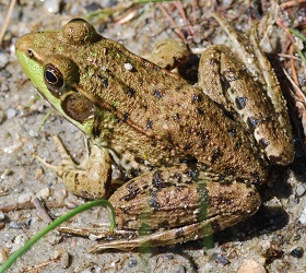 Lithobates clamitans