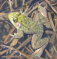 Lithobates clamitans
