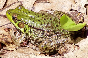 Lithobates clamitans