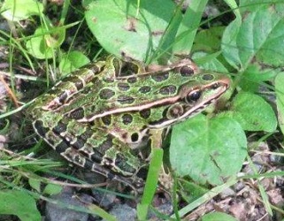 Lithobates pipiens