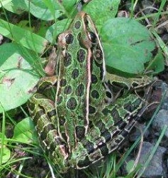 Lithobates pipiens