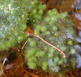 Lithobates sylvaticus