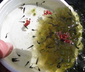 Lithobates sylvaticus