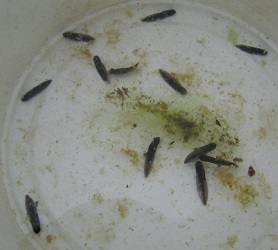 Lithobates sylvaticus