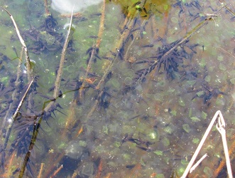 Lithobates sylvaticus