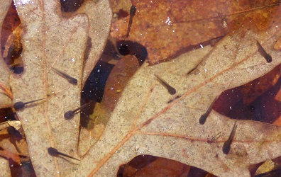 Lithobates sylvaticus