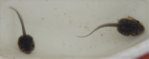 Lithobates sylvaticus