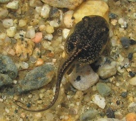 Lithobates sylvaticus