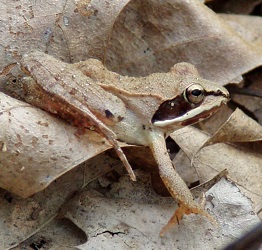 Lithobates sylvaticus