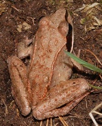 Lithobates sylvaticus