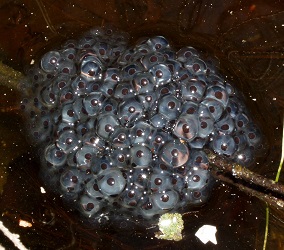 Lithobates sylvaticus