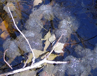 Lithobates sylvaticus