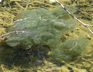 Lithobates sylvaticus