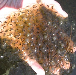 Lithobates sylvaticus
