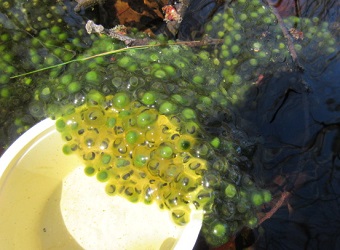 Lithobates sylvaticus