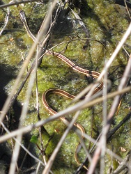 Thamnophis saurita