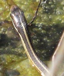 Thamnophis saurita
