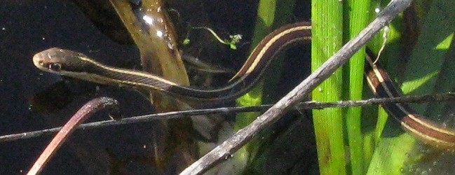 Thamnophis saurita