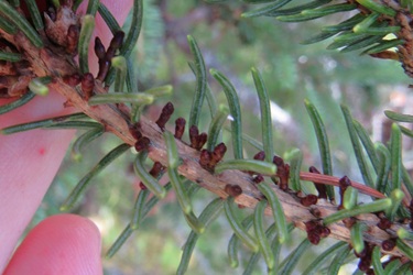 Picea glauca associate