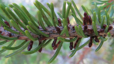 Picea glauca associate