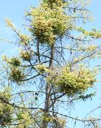 Picea mariana associate