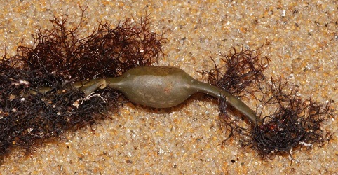 Vertebrata lanosa associate