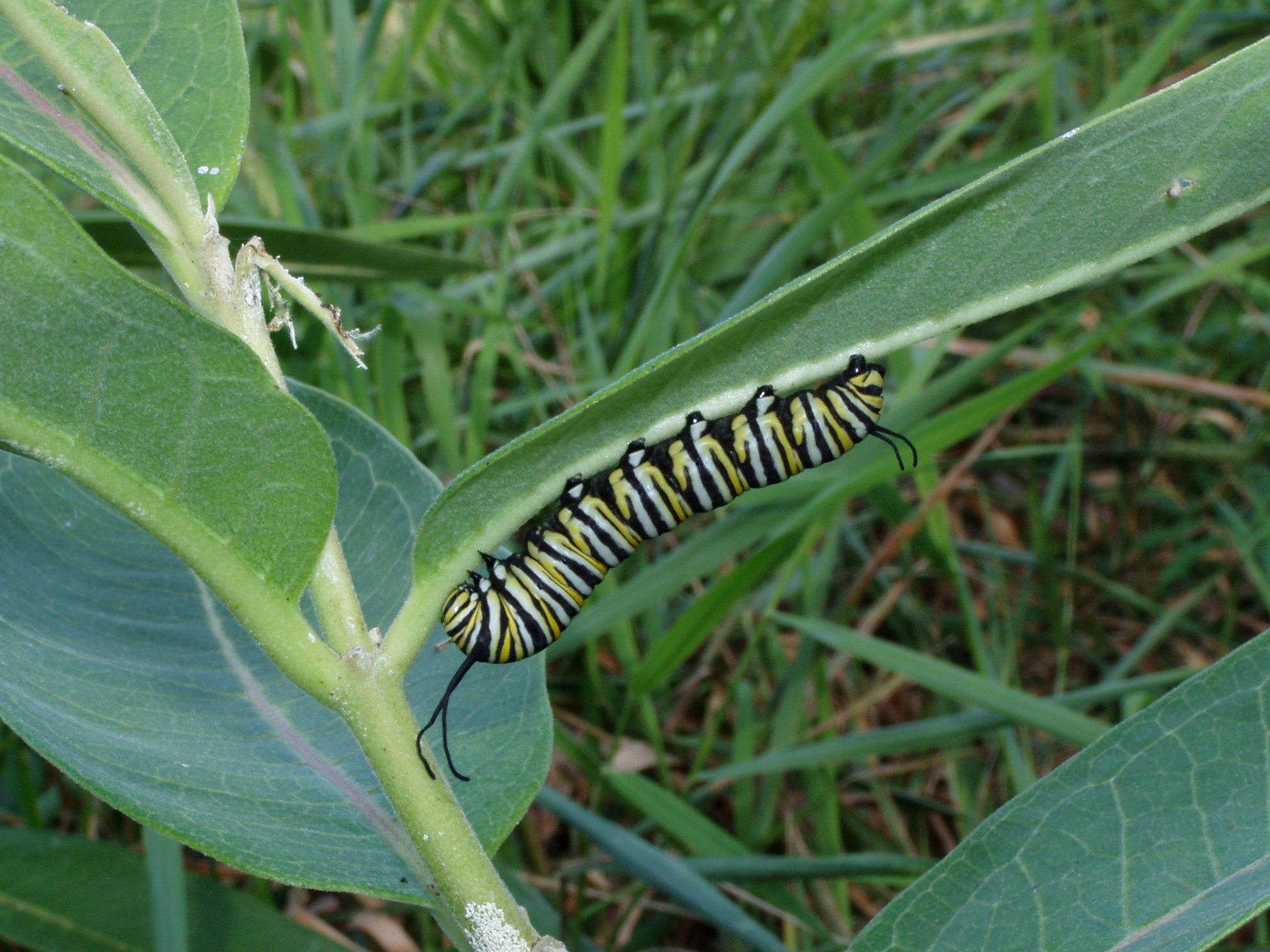 Asclepias syriaca associate