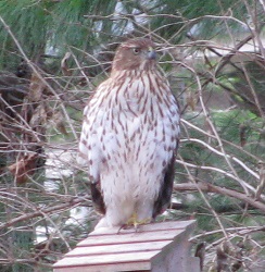 Accipiter cooperii