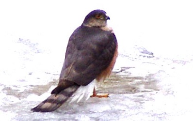 Accipiter striatus