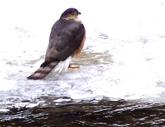 Accipiter striatus