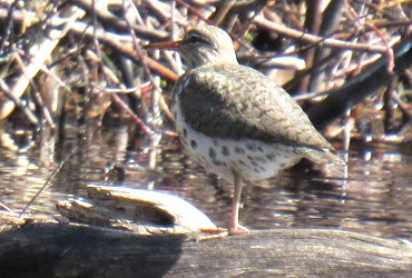 Actitis macularius