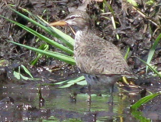 Actitis macularius