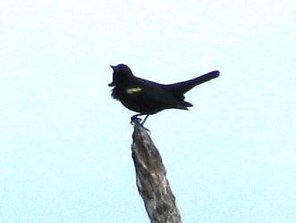 Agelaius phoeniceus