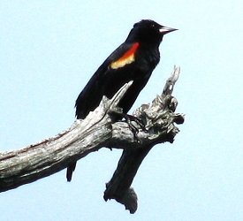 Agelaius phoeniceus