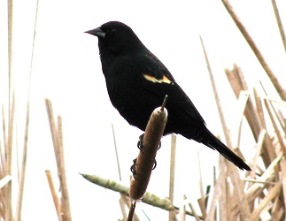 Agelaius phoeniceus