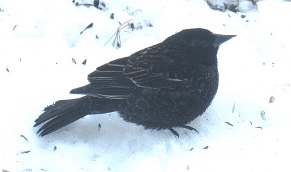 Agelaius phoeniceus